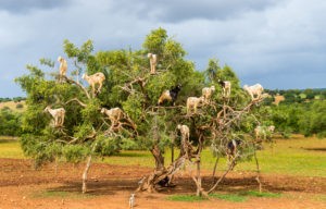 Goats graze in an argan tree - Morocco, North Africa