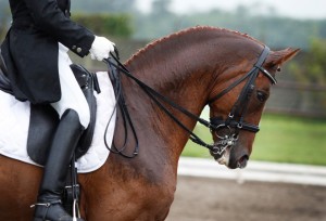 Picture of a rider on horse