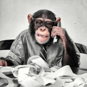 Picture of chimp working at desk