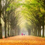 Picture of Elderly couple walking in the forest in autumn in Amsterdam